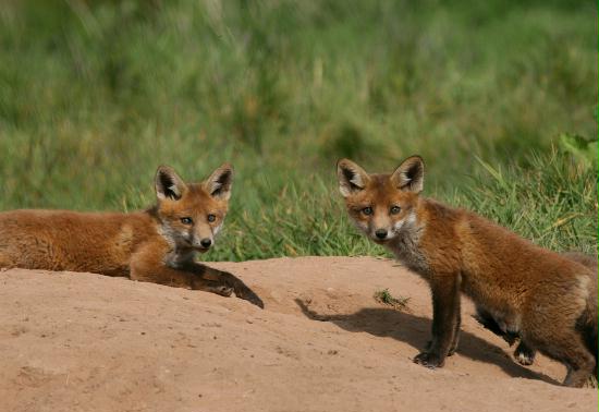 Fox <i>Vulpes vulpes</i>